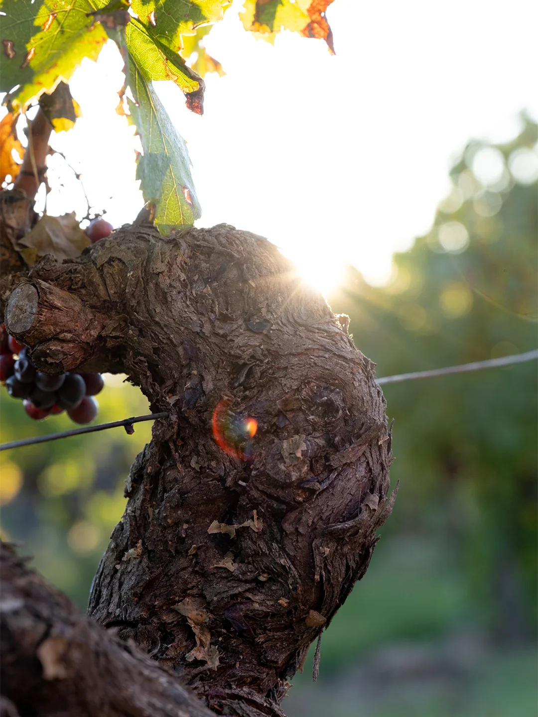 Clos La Neuve, récolte manuelle raisins Médoc, RAAD Studio de Création